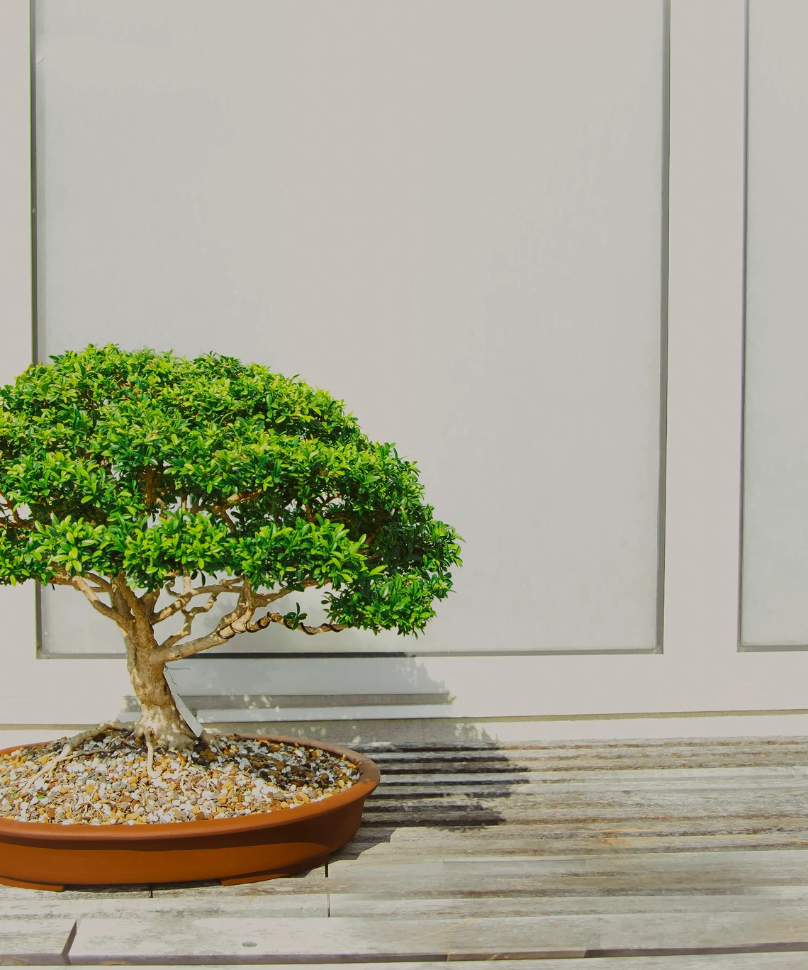 Integrative Wellness
