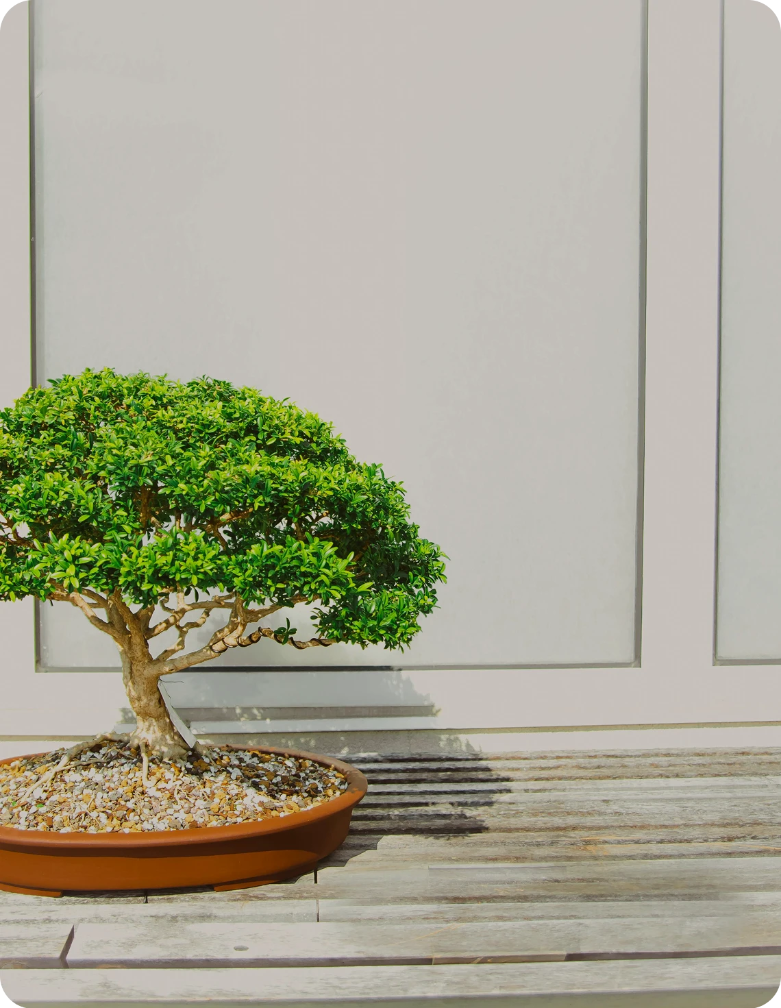 Integrative Wellness