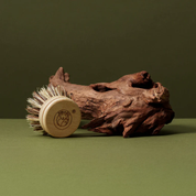 Wooden dish brush with bristles on a piece of driftwood against a green background